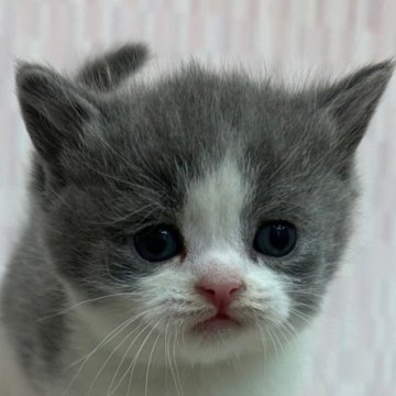 ブリティッシュショートヘア【千葉県・男の子・2024年4月8日・ブルー&ホワイト】の写真「整ったお顔立ちのイケニャン君！」