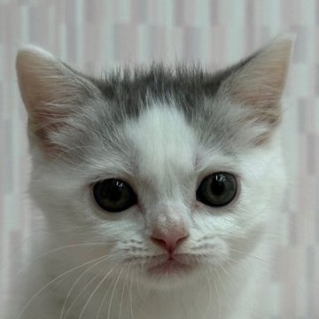 スコティッシュフォールド(立ち耳)【千葉県・男の子・2024年5月14日・ブルータビー&ホワイト（ショートヘア）】の写真「ハイブリッド交配のスコちゃんです‼」