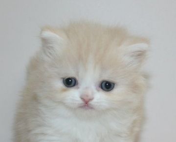 スコティッシュフォールド【千葉県・男の子・2020年9月29日・クリームタビー&ホワイト（ロングヘア）】の写真「ロングヘアのイケニャン君！」