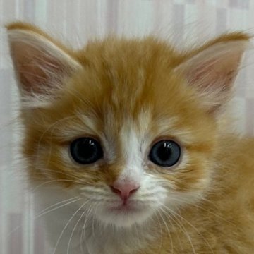 マンチカン【千葉県・女の子・2024年6月4日・レッドマッカレルタビー&ホワイト（ロングヘア）】の写真「足長の乙女です！」