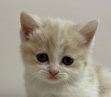 スコティッシュフォールド【千葉県・男の子・2020年10月14日・カメオタビー&ホワイト（ショートヘア）】の写真「ハイブリッド交配のスコちゃんです！」