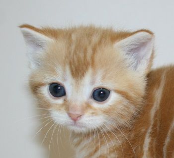 マンチカン【千葉県・女の子・2017年10月14日・レッドタビー（ロングヘア）】の写真「足長タイプの女の子です。」