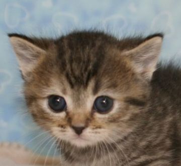 マンチカン【千葉県・女の子・2014年11月19日・ブラウンパッチドタビー】の写真「短足の丸顔美人！」