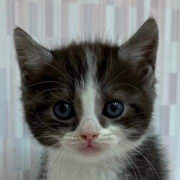 スコティッシュフォールド【千葉県・男の子・2022年9月11日・ブラックスモークタビー&ホワイト（ショートヘア）】の写真「スッキリ顔の美少年です！」