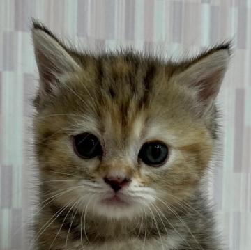 ミヌエット(長足)【千葉県・女の子・2022年5月21日・ブラウンパッチドタビー（ショートヘア）】の写真「足長の乙女ちゃんです！」