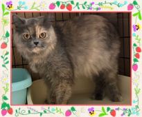 ブリティッシュショートヘア【・女の子・2017年11月12日・ブルークリーム】