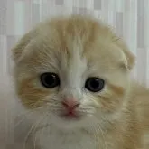 スコティッシュフォールド(折れ耳)【千葉県・女の子・2023年3月13日・レッドタビー&ホワイト】の写真1