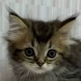 ミヌエット(長足)【千葉県・男の子・2024年7月14日・ブラウンタビー】の写真1