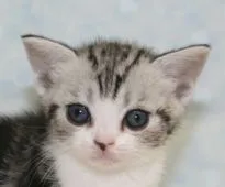 アメリカンショートヘア【千葉県・女の子・2015年5月7日・シルバータビー&ホワイト】の写真1