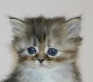 ミヌエット【千葉県・女の子・2018年11月23日・ブラウンパッチドマッカレルタビー】の写真1