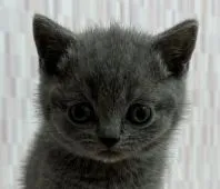 ブリティッシュショートヘア【千葉県・男の子・2021年12月14日・ブルー】の写真1