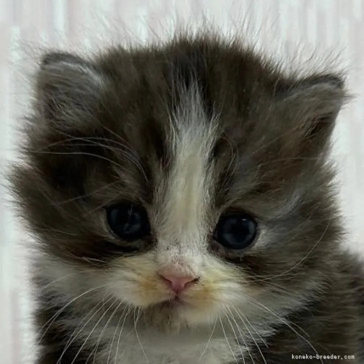 ID:2211-01123の子猫