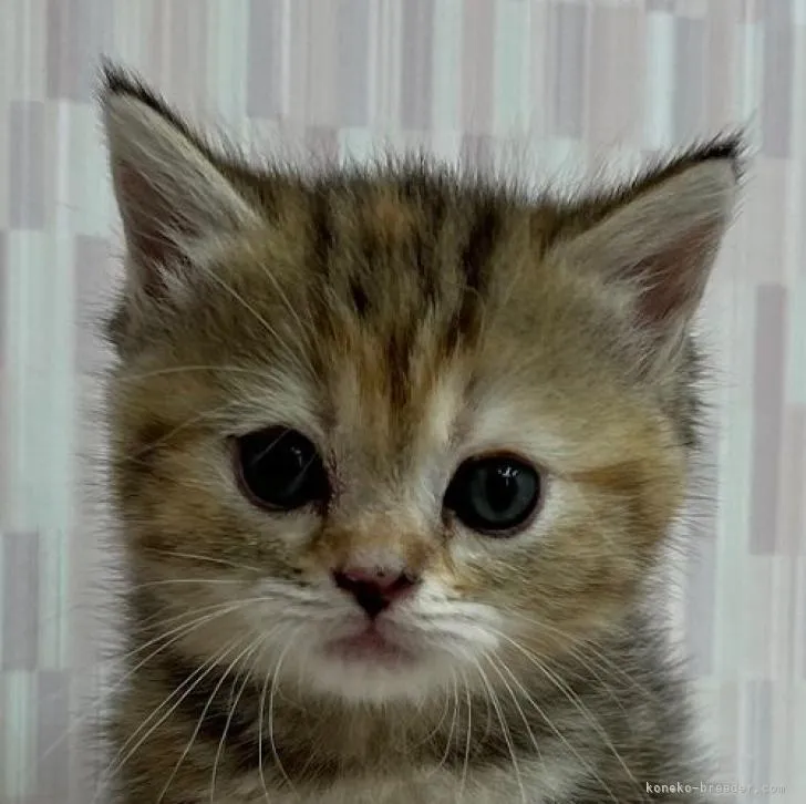 ID：2206-02794の子猫