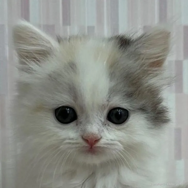 ID:2207-00010の子猫