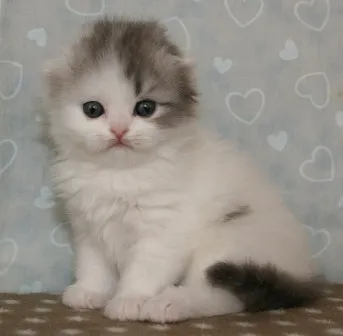 スコティッシュフォールド【千葉県・男の子・2013年2月13日・ブルー&ホワイト】の写真2