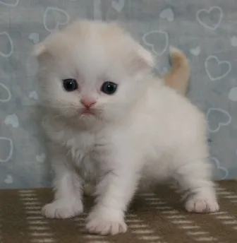 スコティッシュフォールド【千葉県・男の子・2013年2月13日・クリーム&ホワイト】の写真2