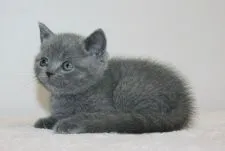 ブリティッシュショートヘア【千葉県・男の子・2020年1月31日・ブルー】の写真2