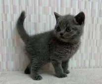 ブリティッシュショートヘア【千葉県・男の子・2021年12月14日・ブルー】の写真2