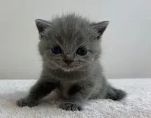 ブリティッシュショートヘア【千葉県・女の子・2020年7月22日・ブルー】の写真2