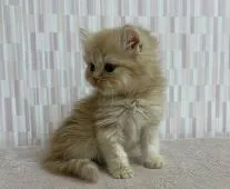 スコティッシュフォールド(立ち耳)【千葉県・女の子・2021年11月18日・クリームタビー】の写真2