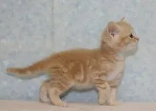 スコティッシュフォールド【千葉県・女の子・2015年5月7日・カメオタビー】の写真2