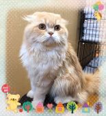 スコティッシュフォールド【・男の子・2017年4月6日・クリームタビー&ホワイト】