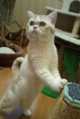 スコティッシュフォールド【・男の子・2011年5月12日・カメオタビー&ホワイト】
