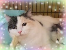 マンチカン【・女の子・2019年3月9日・キャリコ】