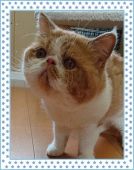 エキゾチックショートヘア【・男の子・2016年5月12日・レッドタビー&ホワイト】