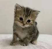 マンチカン(長足)【千葉県・女の子・2020年11月27日・ブラウンパッチドタビー】の写真2