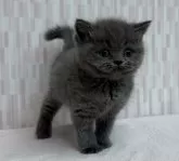 ブリティッシュショートヘア【千葉県・女の子・2024年10月6日・ブルー】の写真2