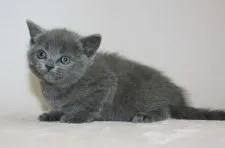 ブリティッシュショートヘア【千葉県・女の子・2016年11月5日・ブルー】の写真2