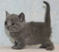 ブリティッシュショートヘア【千葉県・女の子・2015年4月25日・ブルー】の写真2