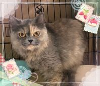 ブリティッシュショートヘア【・女の子・2017年11月12日・ブルークリーム】