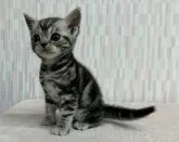 アメリカンショートヘア【千葉県・女の子・2023年9月20日・シルバータビー】の写真2