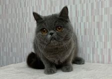 エキゾチックショートヘア【・女の子・2021年2月10日・ブルー】