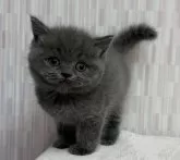 ブリティッシュショートヘア【千葉県・女の子・2024年10月6日・ブルー】の写真3