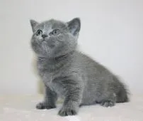 ブリティッシュショートヘア【千葉県・女の子・2016年11月5日・ブルー】の写真3