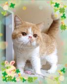 エキゾチックショートヘア【・男の子・2016年5月12日・レッドタビー&ホワイト】