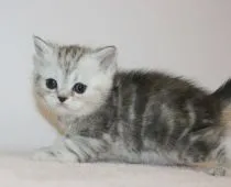 ミヌエット【千葉県・女の子・2019年11月20日・シルバーパッチドタビー】の写真3