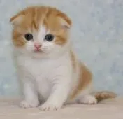 スコティッシュフォールド【千葉県・男の子・2015年1月3日・レッドタビー&ホワイト】の写真3