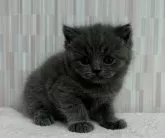 ブリティッシュショートヘア【千葉県・男の子・2024年4月8日・ブルー】の写真3