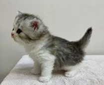 スコティッシュフォールド(立ち耳)【千葉県・女の子・2021年7月31日・シルバーパッチドタビー&ホワイト】の写真3