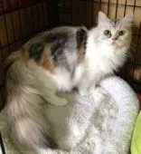 スコティッシュフォールド【千葉県・男の子・2016年2月29日・ブルータビー&ホワイト】の写真4「子育て上手な優しいママ！」