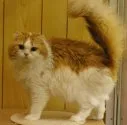 スコティッシュフォールド【千葉県・男の子・2014年3月14日・レッドタビー&ホワイト】の写真4「当猫舎自慢のパパ、シロー君です！」