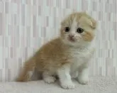 スコティッシュフォールド(折れ耳)【千葉県・女の子・2023年3月13日・レッドタビー&ホワイト】の写真4