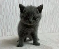 ブリティッシュショートヘア【千葉県・男の子・2021年12月14日・ブルー】の写真4