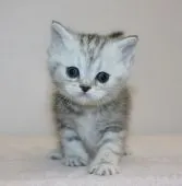 ミヌエット【千葉県・女の子・2019年11月20日・シルバーパッチドタビー】の写真4