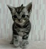 アメリカンショートヘア【千葉県・女の子・2023年9月20日・シルバータビー】の写真4