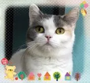 ブリティッシュショートヘア【千葉県・女の子・2019年6月11日・ブルー&ホワイト】の写真4「ママのマヤちゃんです。」